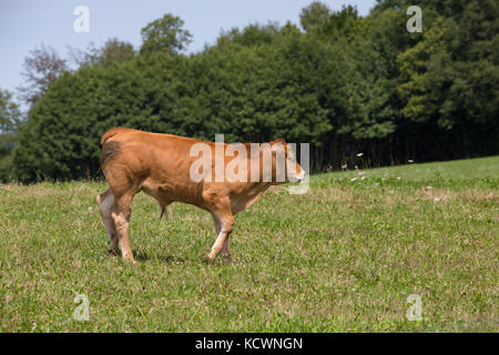 LIMOUSIN FRANCIA: 8 agosto 2017: Una Limousin vitello con marchi auricolari in un pascolo verde con alberi in background. Foto Stock