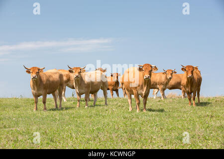Una mandria di Limousin vacche femmina guardando la telecamera su un verde prato erboso con l'orizzonte in indietro contro il cielo blu. Limousin, Francia. Foto Stock