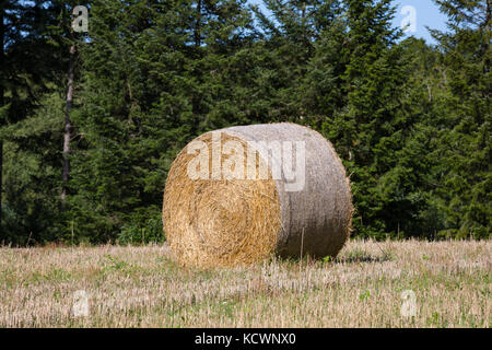 Appena tagliato il fieno compresso in balle con una legatura a rete attorno ad esso su un campo falciato. Foto Stock