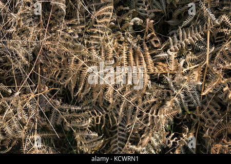 Abstract vista dall'alto di marrone essiccata foglie di felce in autunno. Foto Stock