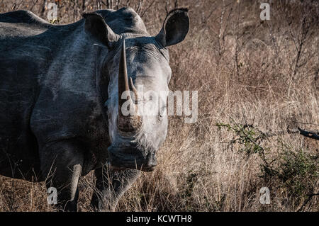 Rhino al Kruger Park Foto Stock