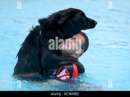 Chris Heath di Crawley nuota con il suo pastore tedesco Husky cross dog Pepsi al Lido di Saltdean nel Parco ovale, Saltdean, come il lido ha invitato i cani a godere della struttura prima che si chiude per l'anno. Foto Stock