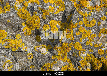 Il giallo un lichene che cresce su rocce sedimentarie utilizzate per costruire la Baia di Cardiff Barrage, Cardiff, Regno Unito Foto Stock