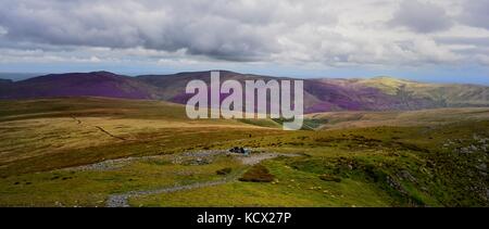 Erica viola sulla northern fells Foto Stock