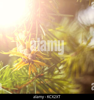 Douglas Fir ramo di albero con i coni in autunno. closeup Foto Stock