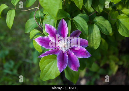 Viola fiore di clematis. dettagli testa vicino. Foto Stock