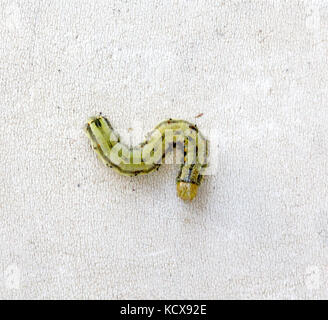 Immagine di un giallo verde bruco su sfondo bianco Foto Stock