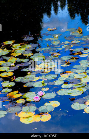 Water Lilies in stagno, Kasugai Giardino Giapponese, Kelowna, regione Okanagan, British Columbia, Canada. Foto Stock
