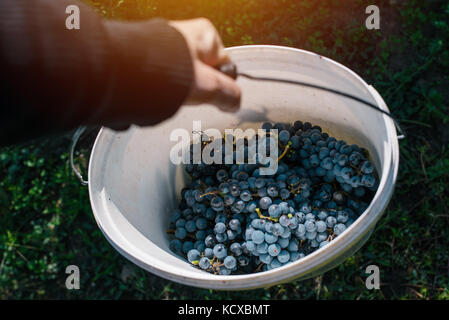 Voce maschile viticoltore uva raccolta uva in cantiere, agricoltore biologico e agronomo riempire la benna con uve da vino, uva manuale raccolta selettiva, f Foto Stock