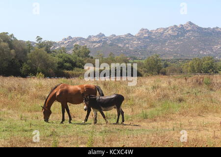 Cavallo marrone e nero asino stare insieme nel campo in Sardegna, con montagne dietro. Foto Stock