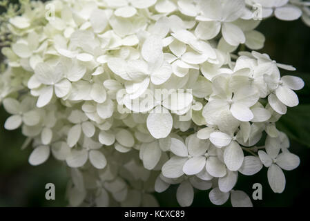 Chiudere fino bianco fiori di ortensie annabelle (hydrangea arborescens) Foto Stock