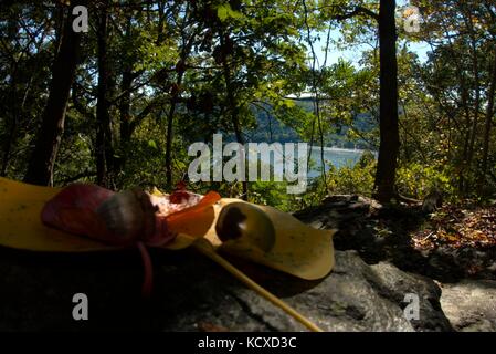 Ghiande e un paio di foglie di autunno in Pennsylvania con il fiume Susquehanna come sfondo Foto Stock