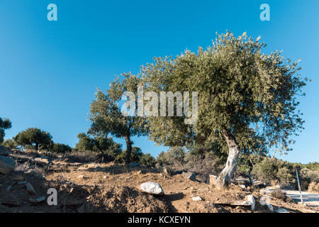 Uliveto sulla grecia isola Thassos Foto Stock