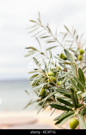 Uliveto sulla grecia isola Thassos Foto Stock