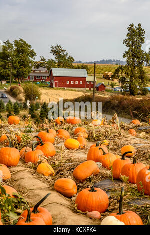 Green bluff pumpkin patch in ottobre. Foto Stock