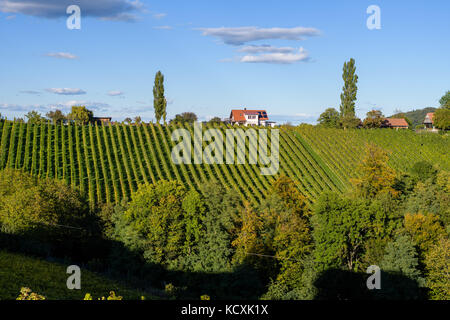 Turistica famosa strada del vino, weinstrasse sul confine tra Austria e Slovenia, vista da spicnik vicino a Maribor Foto Stock