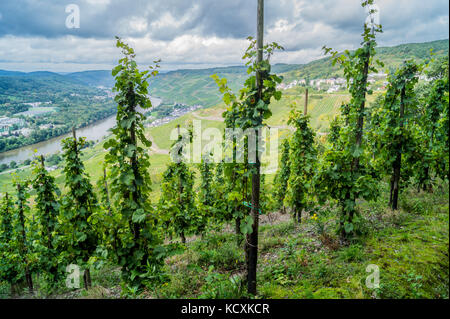 Vigne appartenenti al dottor Pauly Bergweiler, Graacher Schäferei vigneto, Graach, la valle di Mosel, Renania-Palatinato, Germania Foto Stock