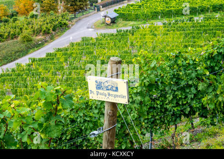 Vigne appartenenti al dottor Pauly Bergweiler, Graacher Schäferei vigneto, Graach, la valle di Mosel, Renania-Palatinato, Germania Foto Stock