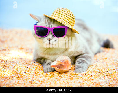 Cat indossando occhiali da sole e cappello per il sole rilassandosi sulla spiaggia Foto Stock