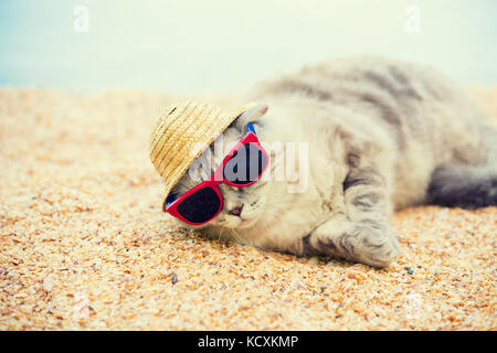 Cat indossando occhiali da sole e cappello per il sole rilassandosi sulla spiaggia Foto Stock