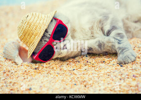 Cat indossando occhiali da sole e cappello per il sole rilassandosi sulla spiaggia Foto Stock