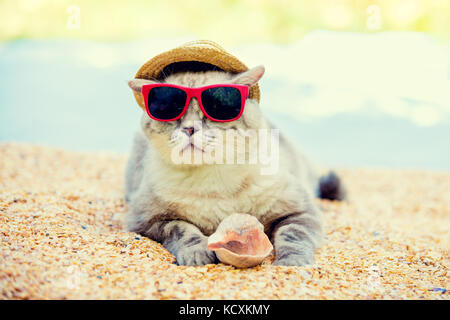 Cat indossando occhiali da sole e cappello per il sole rilassandosi sulla spiaggia Foto Stock