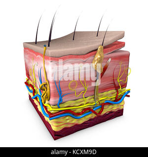 Sezione cutanea. Sezione cutanea del corpo umano, anatomia, sezione 3d della pelle umana. rendering 3d. Foto Stock