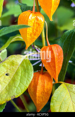 Lanterna cinese, Physalis alkekengi Foto Stock