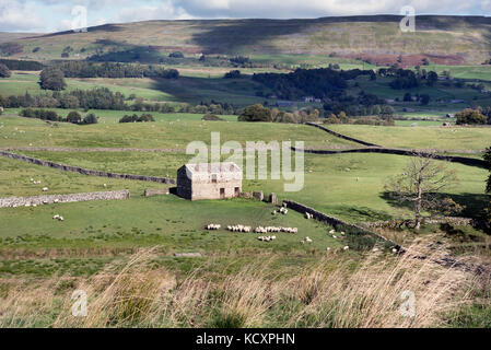 Pecore pascolano nei pressi di un vecchio fienile di campo vicino Hawes in Wensleydale, Yorkshire Dales National Park, Regno Unito Foto Stock