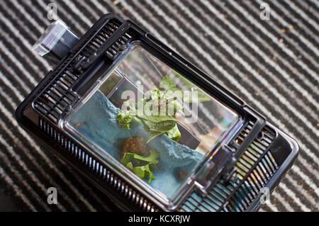 Le cavallette con cavolo di cricket keeper Foto Stock