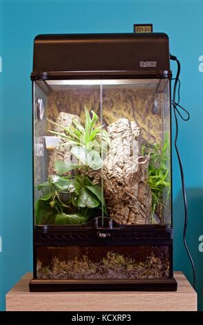 Exo terra vivarium per crested gecko Foto Stock