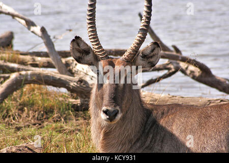 Antilope waterbuck nel parco nazionale di Pilanesberg, sud africa Foto Stock