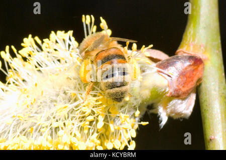 L'alimentazione delle api su Willow Tree polline dei fiori Foto Stock