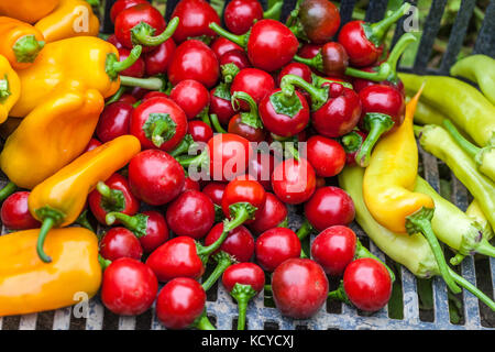 Appena raccolti i peperoncini rossi in una cassa Foto Stock