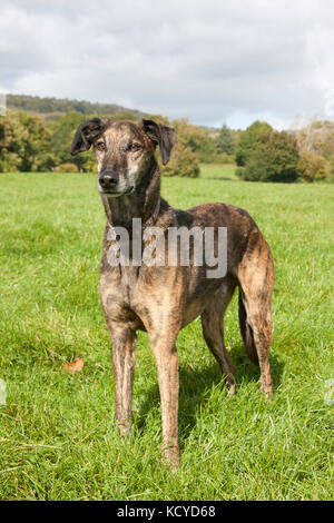 Lurcher, brindle cane adulto, in piedi in campo, Surrey, Inghilterra Foto Stock