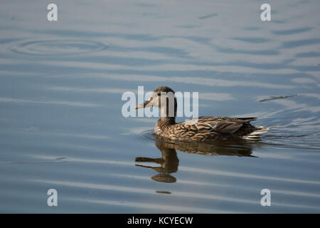 Lone marrard nuotare lontano da voi Foto Stock