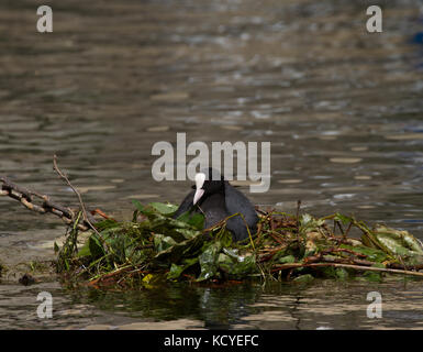 Coot. Fulica atra. Unico edificio adulti nido. Il lago di Garda. Italia Foto Stock