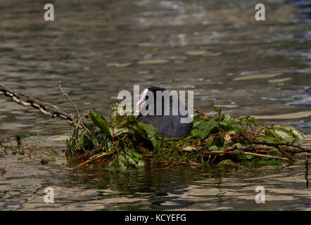 Coot. Fulica atra. Singolo adulto sul nido. Il lago di Garda. Italia Foto Stock