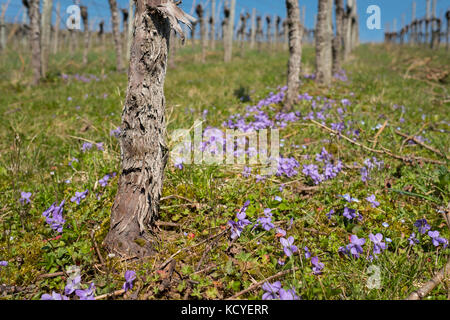 Violette e vite gnarled in un vigneto in primavera Foto Stock