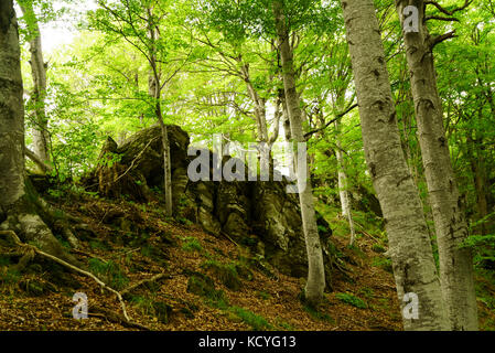 Gruppo di amanti della montagna di escursioni grohotis la gamma della montagna su sentieri non marcati e attraverso una foresta, parte di profondo deserto. Foto Stock