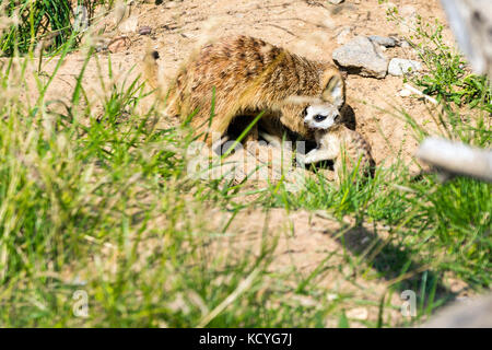 Una famiglia di meerkats avuto fuori del foro nelle prime ore del mattino Foto Stock