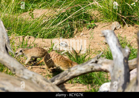 Una famiglia di meerkats avuto fuori del foro nelle prime ore del mattino Foto Stock