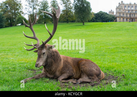 Wollaton Hall deer Foto Stock