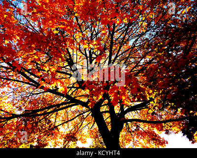 Autunno Foto Stock