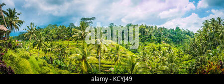 Ripresa a tutto campo della sorprendente Tegalalang riso campo terrazza coperta con palme di cocco e cielo nuvoloso, Ubud, Bali, Indonesia Foto Stock