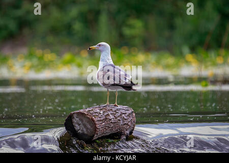 Lesser black-backed gull (Larus fuscus) Foto Stock