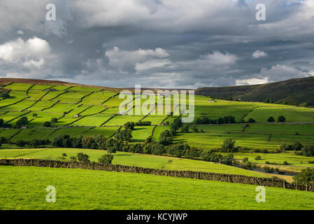 Modello di verde vivace campi nei pressi di Reeth in swaledale, Yorkshire Dales National Park, Inghilterra. Foto Stock