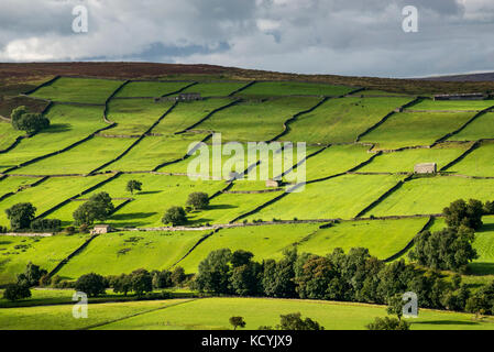 Modello di verde vivace campi nei pressi di Reeth in Swaledale, Yorkshire Dales National Park, Inghilterra. Foto Stock