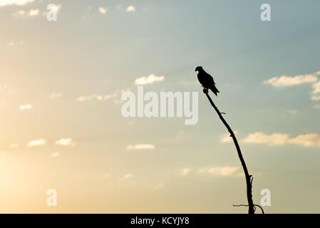 Osprey appollaiato su un albero morto al tramonto, a caccia di pesci nel lago wallowa, Oregon. Foto Stock