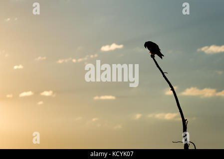 Osprey appollaiato su un albero morto al tramonto, a caccia di pesci nel lago wallowa, Oregon. Foto Stock